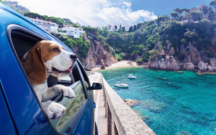Fliegen mit Hund Das solltet ihr beachten Holidayguru.ch