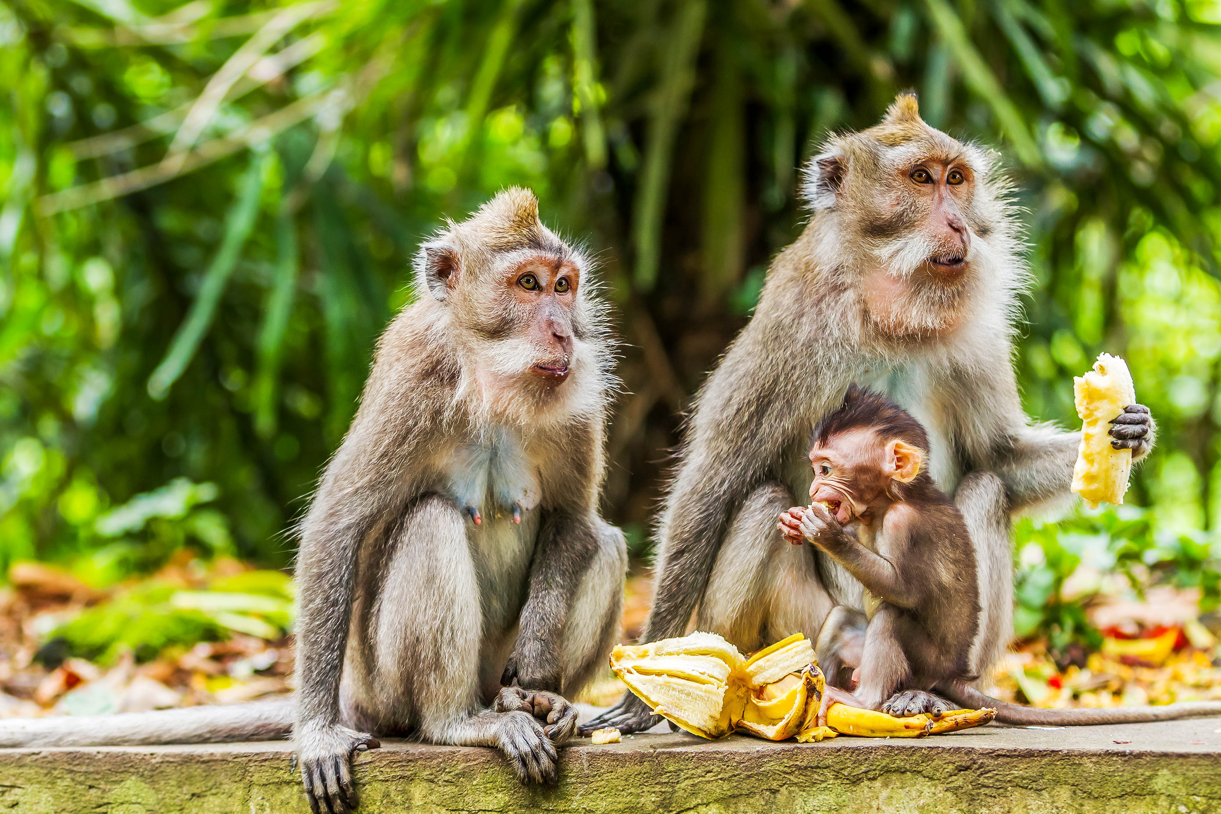 Der Monkey Forest auf Bali  Holidayguru.ch